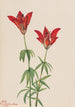Lis des bois Lilium philadelphicum - Mary Vaux Walcott — artwork view