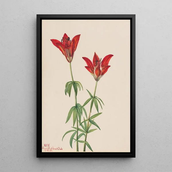 Lis des bois Lilium philadelphicum - Mary Vaux Walcott — framed artwork on a wall