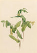 Uvular Perfoliated Painting - Mary Vaux Walcott — artwork view