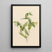 Uvular Perfoliated Painting - Mary Vaux Walcott — framed artwork on a wall