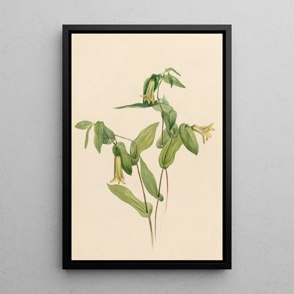 Uvular Perfoliated Painting - Mary Vaux Walcott — framed artwork on a wall