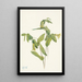 Uvular perfoliée Uvularia perfoliata - Mary Vaux Walcott — framed artwork on a wall