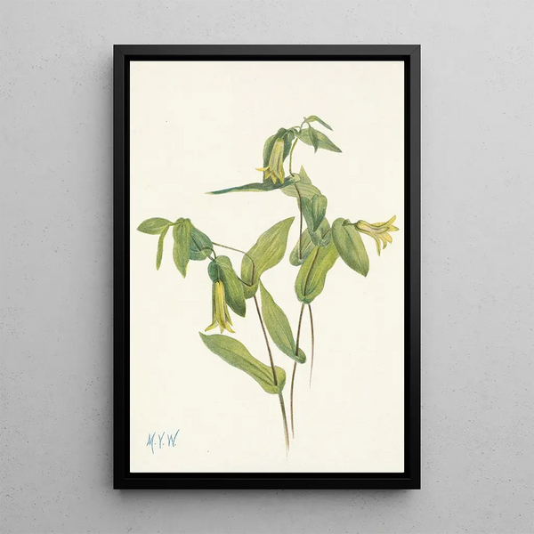 Uvular perfoliée Uvularia perfoliata - Mary Vaux Walcott — framed artwork on a wall