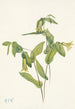 Uvular perfoliée Uvularia perfoliata - Mary Vaux Walcott — artwork view