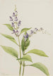 the Scutellaire painting of the Scutellaria serrata woods - Mary Vaux Walcott — artwork view