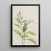 the Scutellaire painting of the Scutellaria serrata woods - Mary Vaux Walcott — framed artwork on a wall