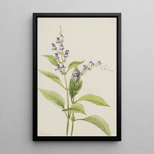 the Scutellaire painting of the Scutellaria serrata woods - Mary Vaux Walcott — framed artwork on a wall