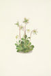 Nymph of the Woods Moneses uniflora - Mary Vaux Walcott — artwork view
