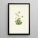 Nymph of the Woods Moneses uniflora - Mary Vaux Walcott — framed artwork on a wall