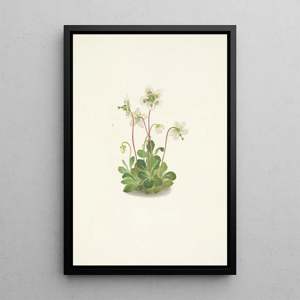 Nymph of the Woods Moneses uniflora - Mary Vaux Walcott — framed artwork on a wall