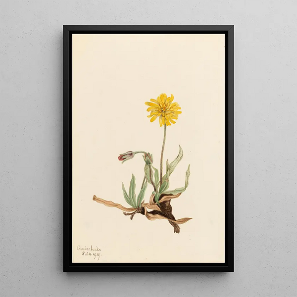 Agoséris laineuse Agoseris villosa - Mary Vaux Walcott — framed artwork on a wall