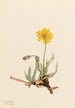 Agoséris laineuse Agoseris villosa - Mary Vaux Walcott — artwork view