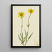 Arnica laineuse Arnica tomentosa - Mary Vaux Walcott — framed artwork on a wall