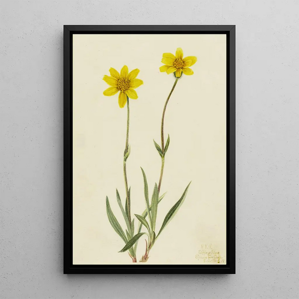 Arnica laineuse Arnica tomentosa - Mary Vaux Walcott — framed artwork on a wall