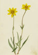 Arnica laineuse Arnica tomentosa - Mary Vaux Walcott — artwork view