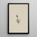 Vergerette laineuse Erigeron lanatus - Mary Vaux Walcott — framed artwork on a wall