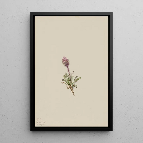 Vergerette laineuse Erigeron lanatus - Mary Vaux Walcott — framed artwork on a wall