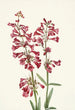 Pénstémon de Wright Pentstemon wrightii - Mary Vaux Walcott — artwork view