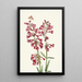 Pénstémon de Wright Pentstemon wrightii - Mary Vaux Walcott — framed artwork on a wall