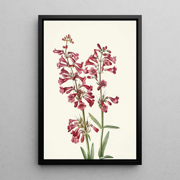 Pénstémon de Wright Pentstemon wrightii - Mary Vaux Walcott — framed artwork on a wall