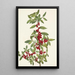 Yaupon Ilex vomitoria - Mary Vaux Walcott — framed artwork on a wall