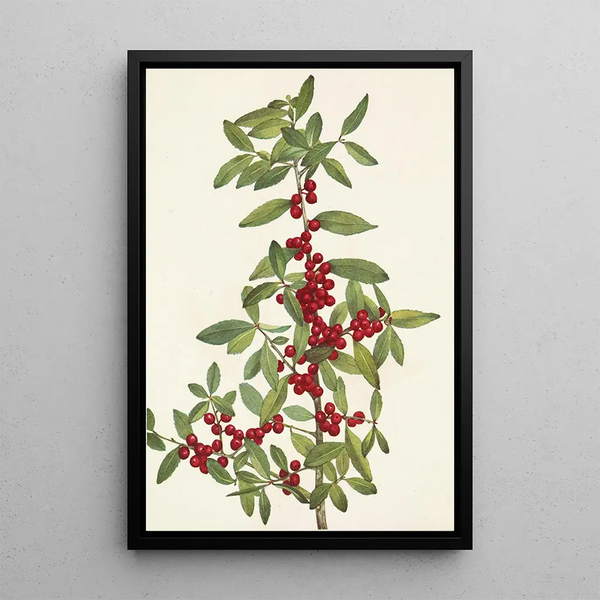 Yaupon Ilex vomitoria - Mary Vaux Walcott — framed artwork on a wall
