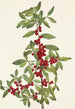 Yaupon Ilex vomitoria - Mary Vaux Walcott — artwork view