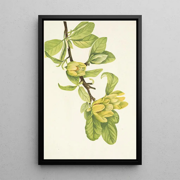 Magnolia cordé Magnolia cordata - Mary Vaux Walcott — framed artwork on a wall