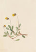 Dryade jaune Dryas drummondii - Mary Vaux Walcott — artwork view