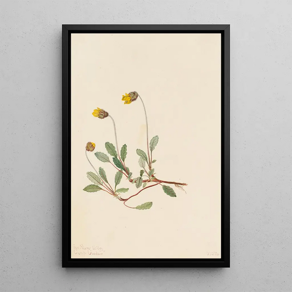 Dryade jaune Dryas drummondii - Mary Vaux Walcott — framed artwork on a wall