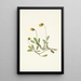 Flower of Dryad Yellow Dryas drummondii - Mary Vaux Walcott — framed artwork on a wall