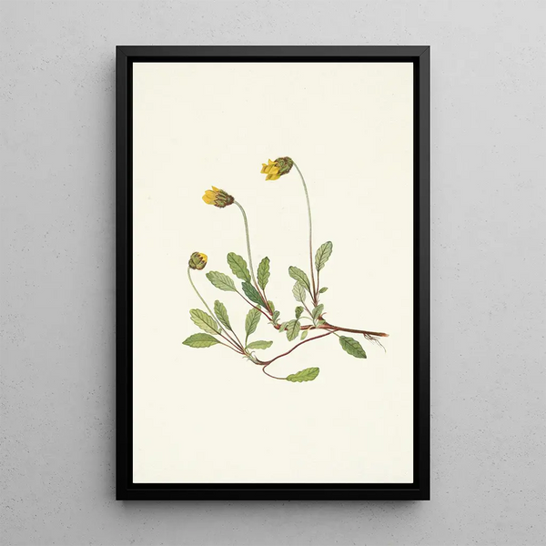 Flower of Dryad Yellow Dryas drummondii - Mary Vaux Walcott — framed artwork on a wall