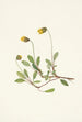 Flower of Dryad Yellow Dryas drummondii - Mary Vaux Walcott — artwork view