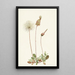 Fruit of Dryad Yellow Dryas Drummondii - Mary Vaux Walcott — framed artwork on a wall