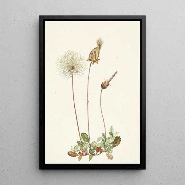 Fruit of Dryad Yellow Dryas Drummondii - Mary Vaux Walcott — framed artwork on a wall