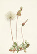 Fruit of Dryad Yellow Dryas Drummondii - Mary Vaux Walcott — artwork view