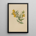 Jasmin jaune Gelsemium sempervirens - Mary Vaux Walcott — framed artwork on a wall