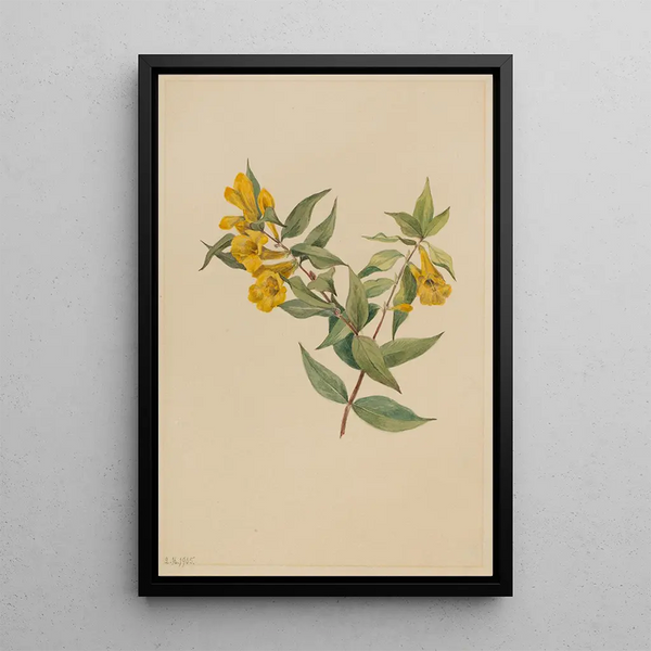 Jasmin jaune Gelsemium sempervirens - Mary Vaux Walcott — framed artwork on a wall