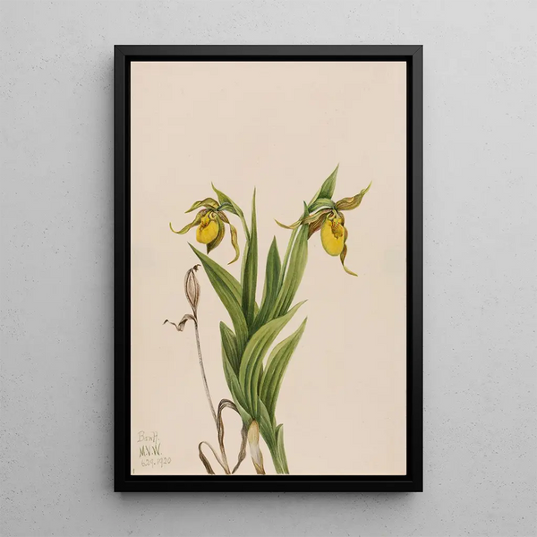 Sabot de Vénus jaune Cypripedium parviflorum - Mary Vaux Walcott — framed artwork on a wall
