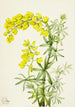 Lupin jaune Lupinis arboreus - Mary Vaux Walcott — artwork view