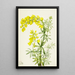 Lupin jaune Lupinis arboreus - Mary Vaux Walcott — framed artwork on a wall