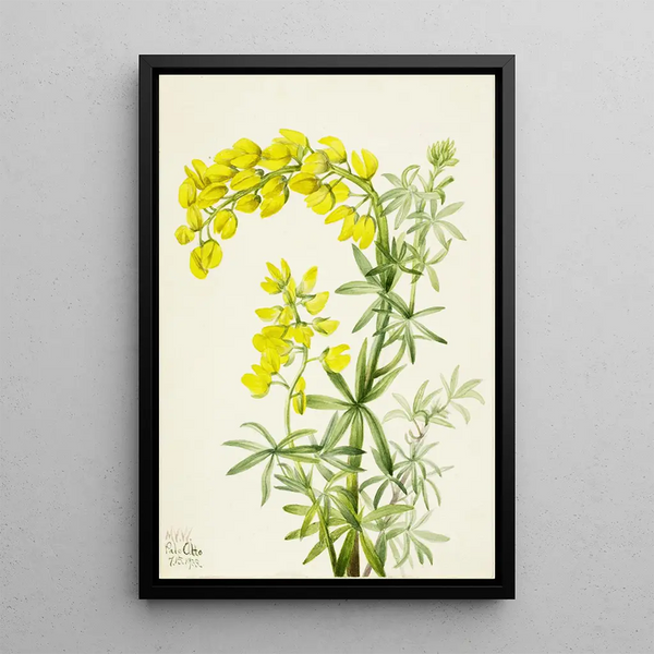 Lupin jaune Lupinis arboreus - Mary Vaux Walcott — framed artwork on a wall