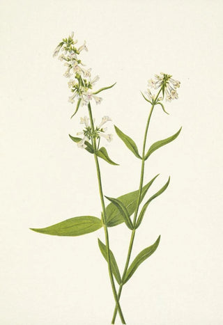Mary Vaux Walcott - Yellow Pentstemon Pentstemon confertus.webp