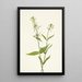 Pénstémon jaune Pentstemon confertus - Mary Vaux Walcott — framed artwork on a wall
