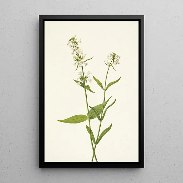 Pénstémon jaune Pentstemon confertus - Mary Vaux Walcott — framed artwork on a wall