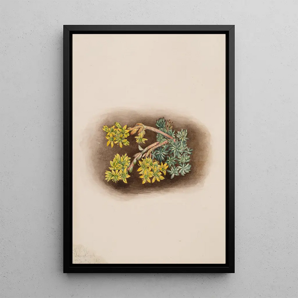 Sedum stenopetalum yellow Orpin painting - Mary Vaux Walcott — framed artwork on a wall