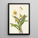 Erythrone jaune Erythronium americanum - Mary Vaux Walcott — framed artwork on a wall