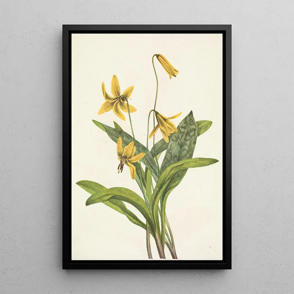 Erythrone jaune Erythronium americanum - Mary Vaux Walcott — framed artwork on a wall