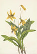 Erythrone jaune Erythronium americanum - Mary Vaux Walcott — artwork view