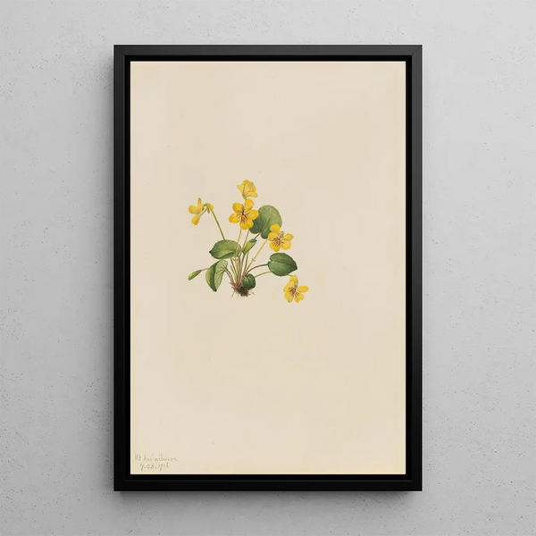 Violette jaune Viola orbiculata - Mary Vaux Walcott — framed artwork on a wall